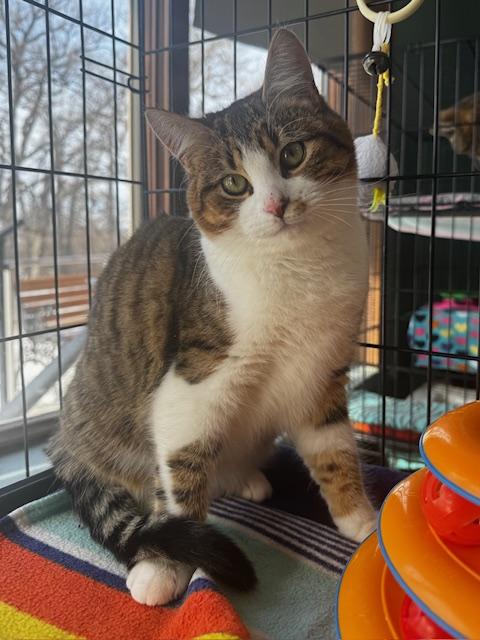 Sam, ADOPTABLE, Adult Male Domestic Short Hair.