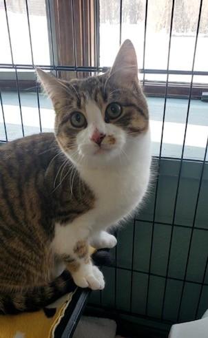 Enlarge Sam, a ADOPTABLE Domestic Short Hair in Hutchinson, MN image 1/1