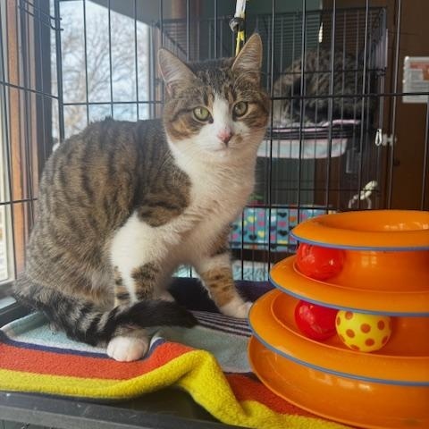 Enlarge Sam, a ADOPTABLE Domestic Short Hair in Hutchinson, MN image 4/5