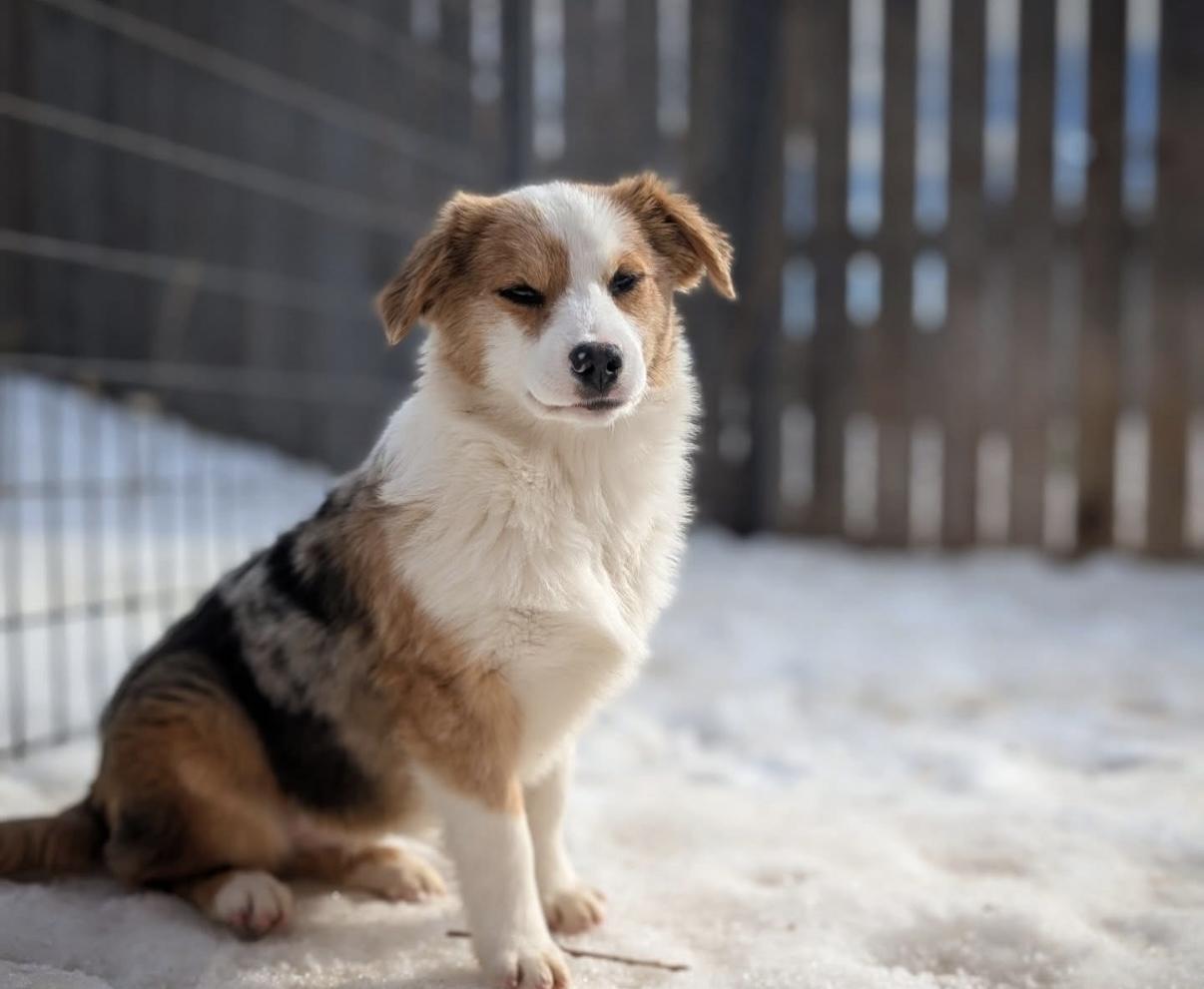 Enlarge Snowball, a ADOPTABLE mixed breed in Crested Butte , CO image 1/1