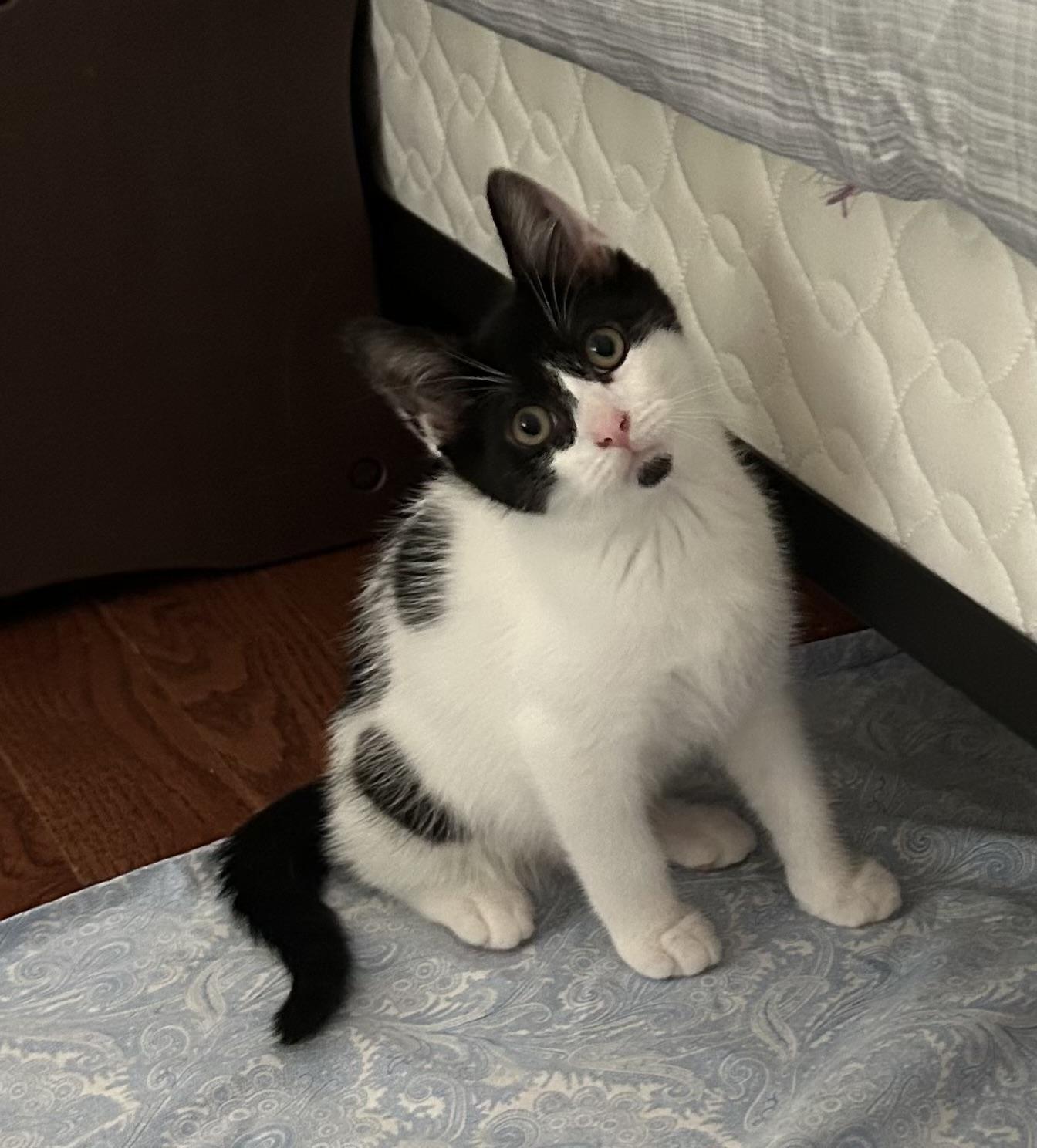Enlarge Franklyn, a ADOPTABLE Domestic Short Hair in Salt Point, NY image 1/1