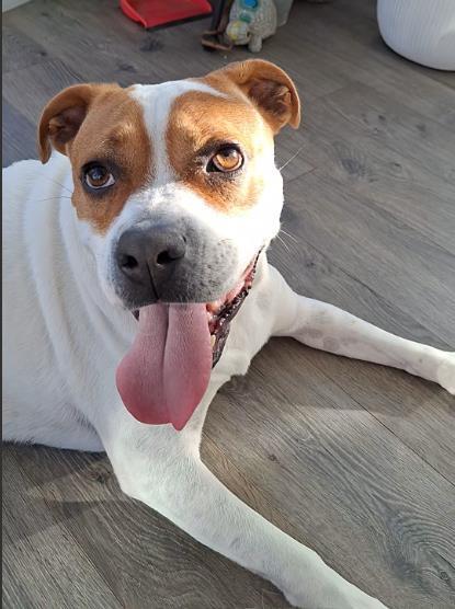 LT, Adoptable, Adult Male Pit Bull Terrier.