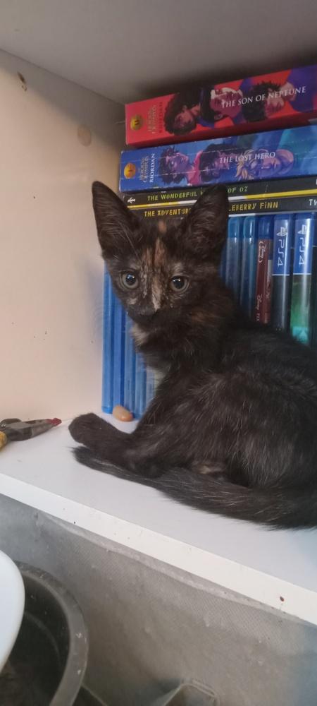 Robyn, Adoptable, Kitten Female Domestic Short Hair.