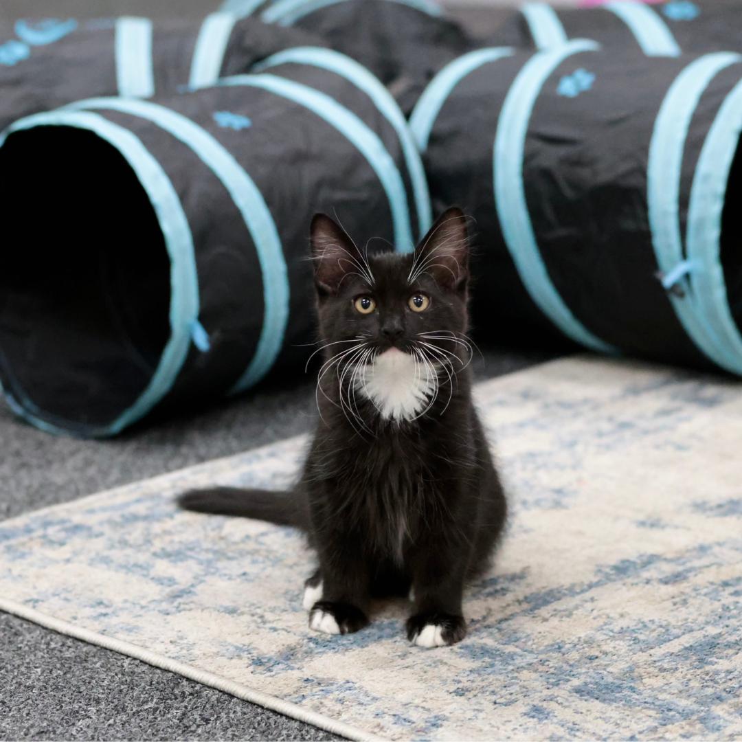 Clyde