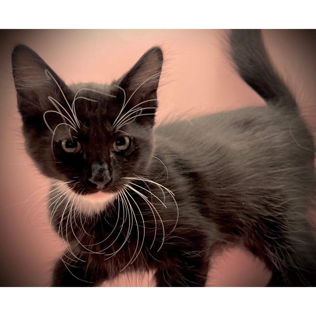 Clyde