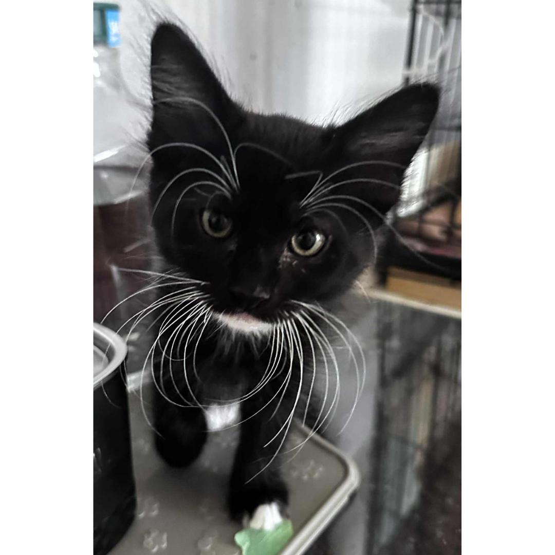 Clyde