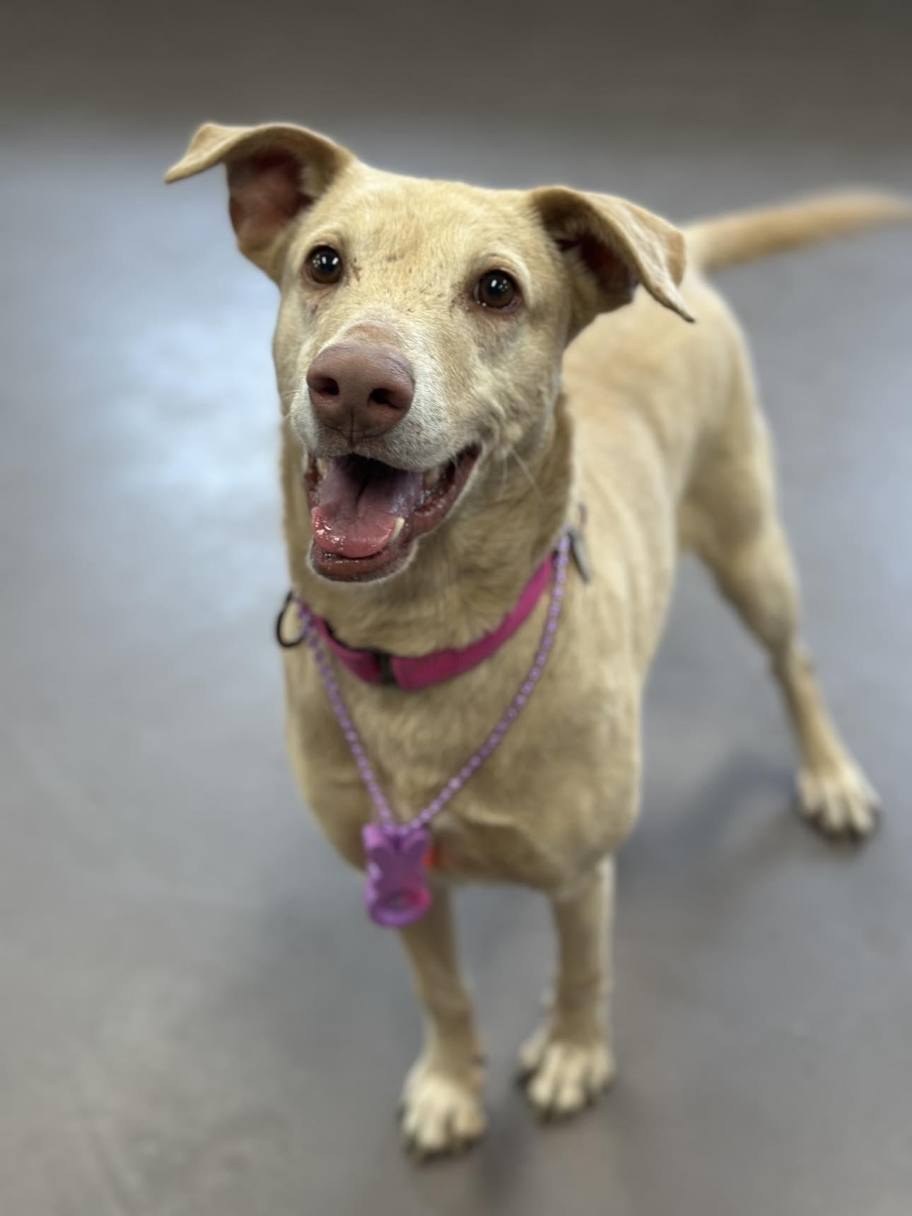 Enlarge Emmie, a ADOPTABLE mixed breed in Springfield, VT image 1/4