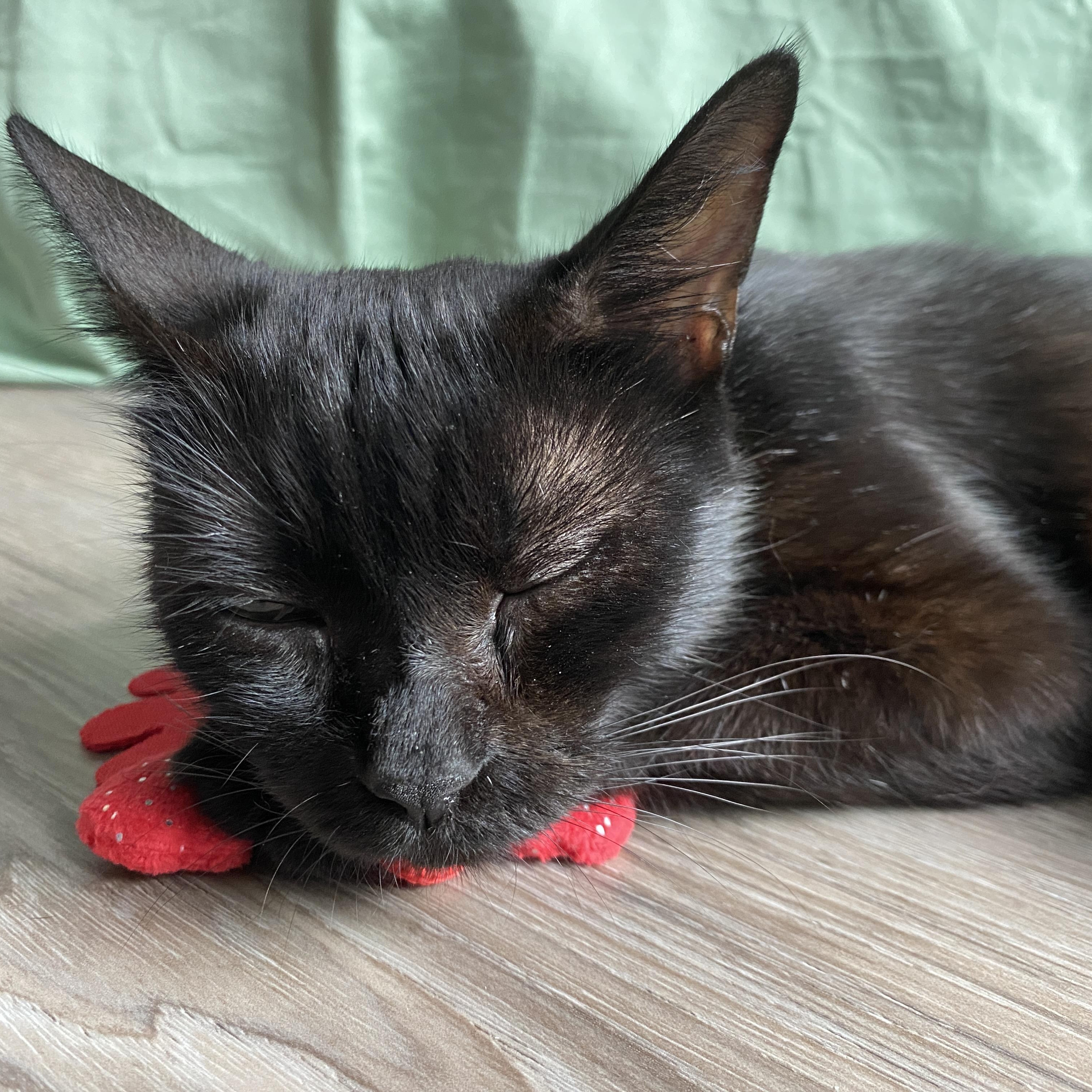 Enlarge Mama Haggis, a ADOPTABLE Domestic Short Hair in Bryan, TX image 2/6