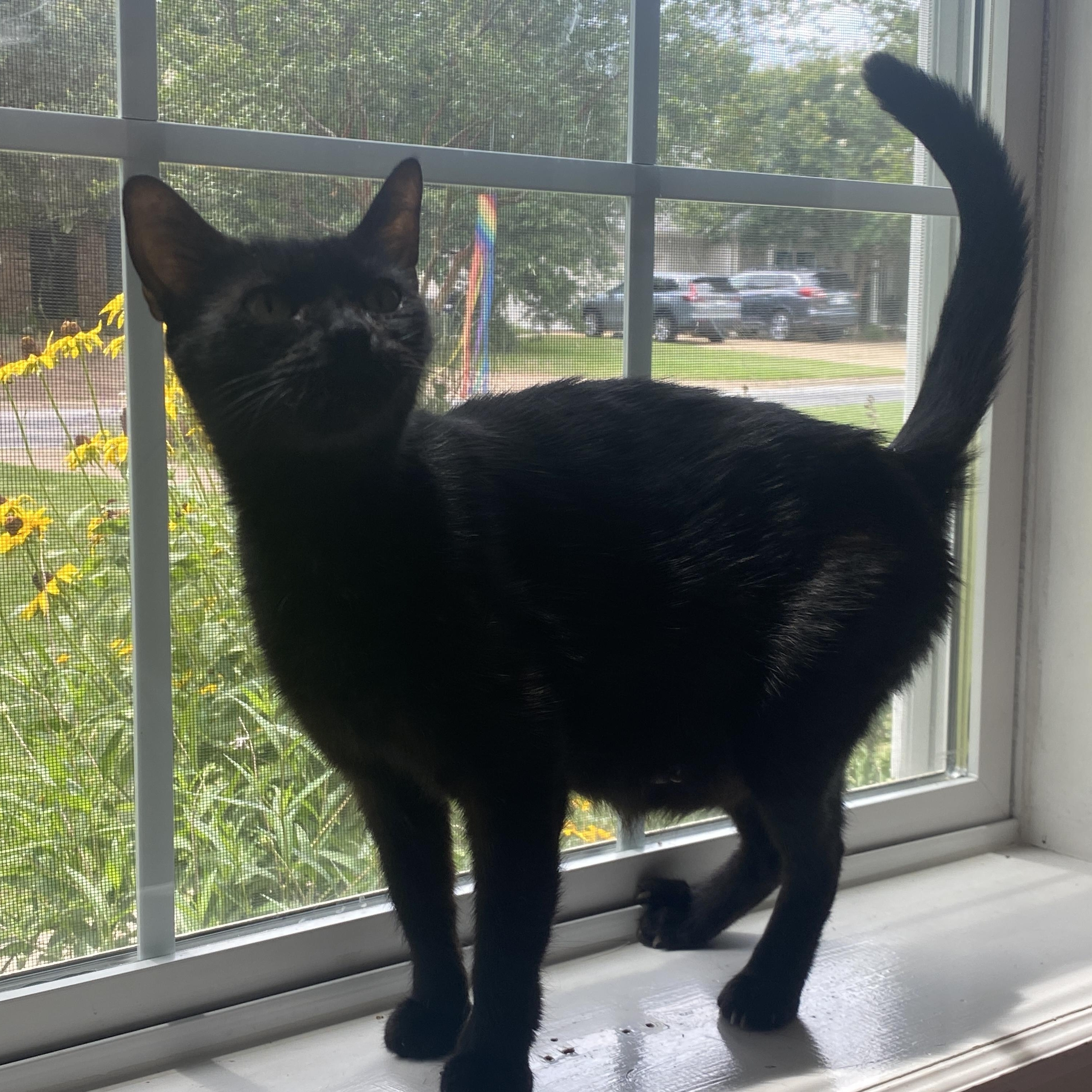 Enlarge Mama Haggis, a ADOPTABLE Domestic Short Hair in Bryan, TX image 4/6