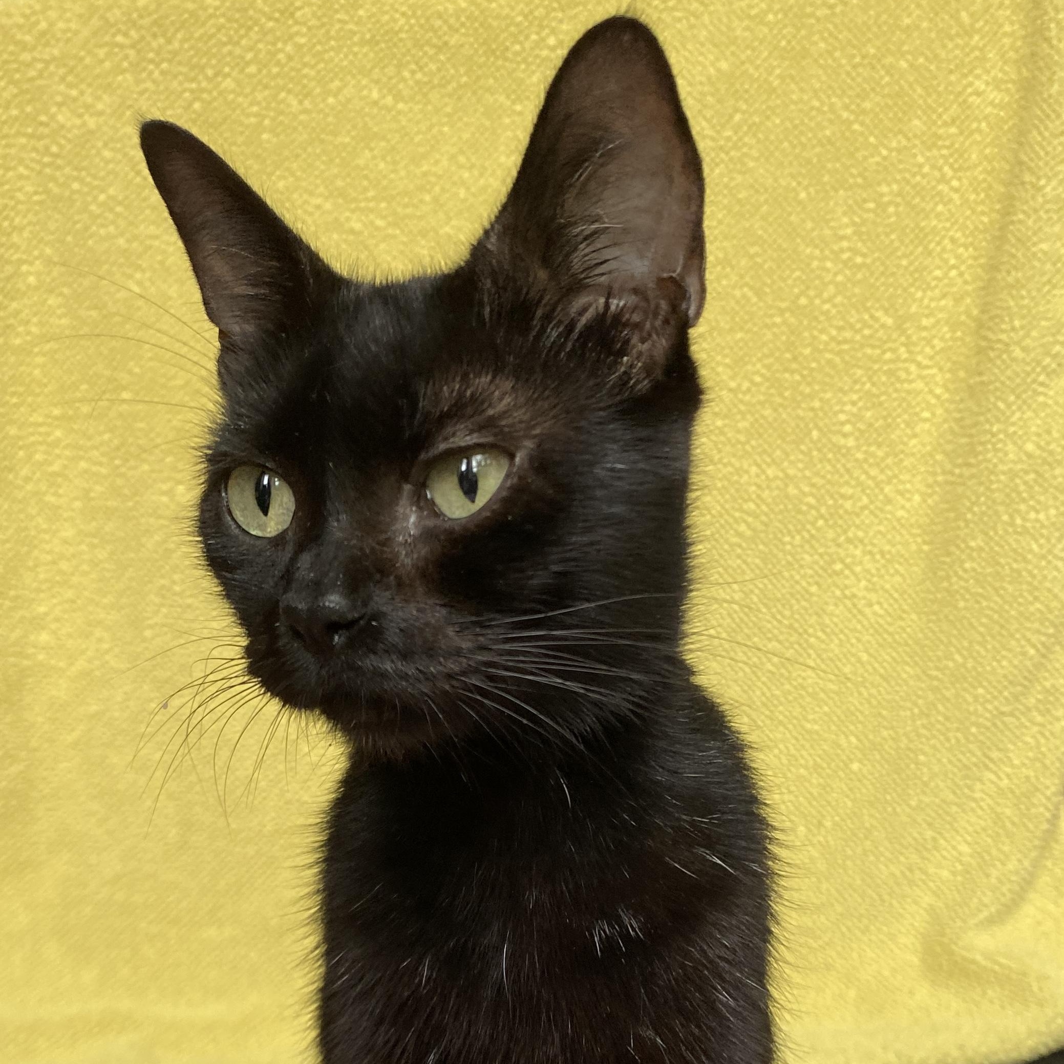 Enlarge Mama Haggis, a ADOPTABLE Domestic Short Hair in Bryan, TX image 6/6