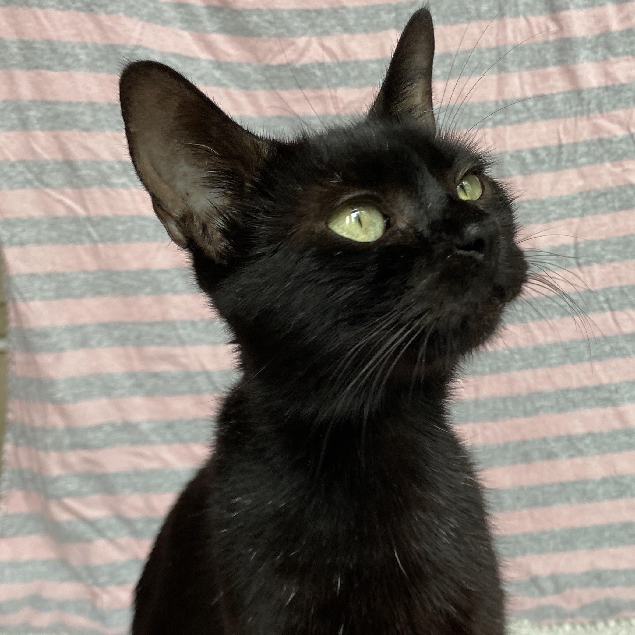 Enlarge Mama Haggis, a ADOPTABLE Domestic Short Hair in Bryan, TX image 5/6