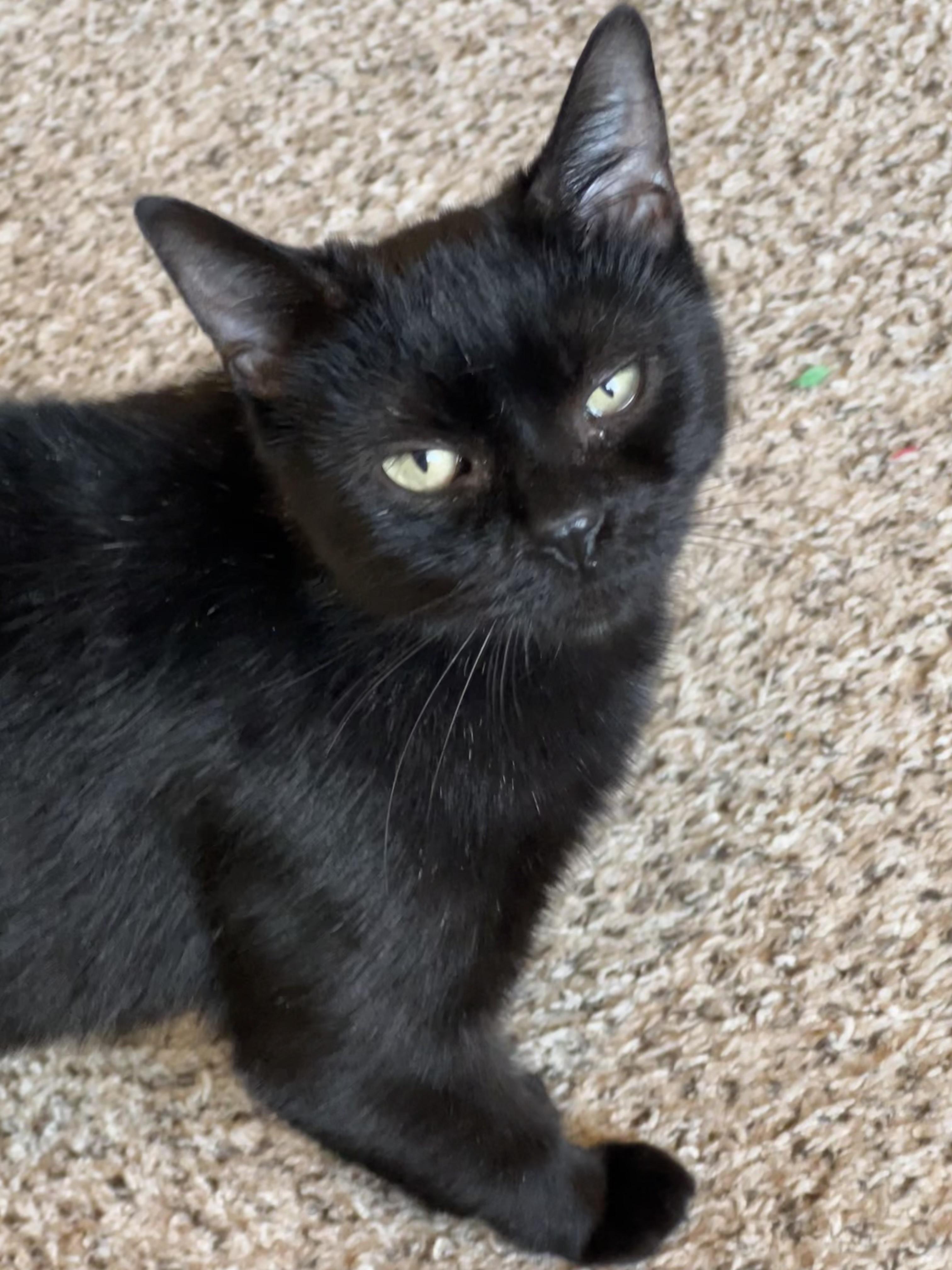 Enlarge Mama Haggis, a Adoptable Domestic Short Hair in Bryan, TX image 6/6