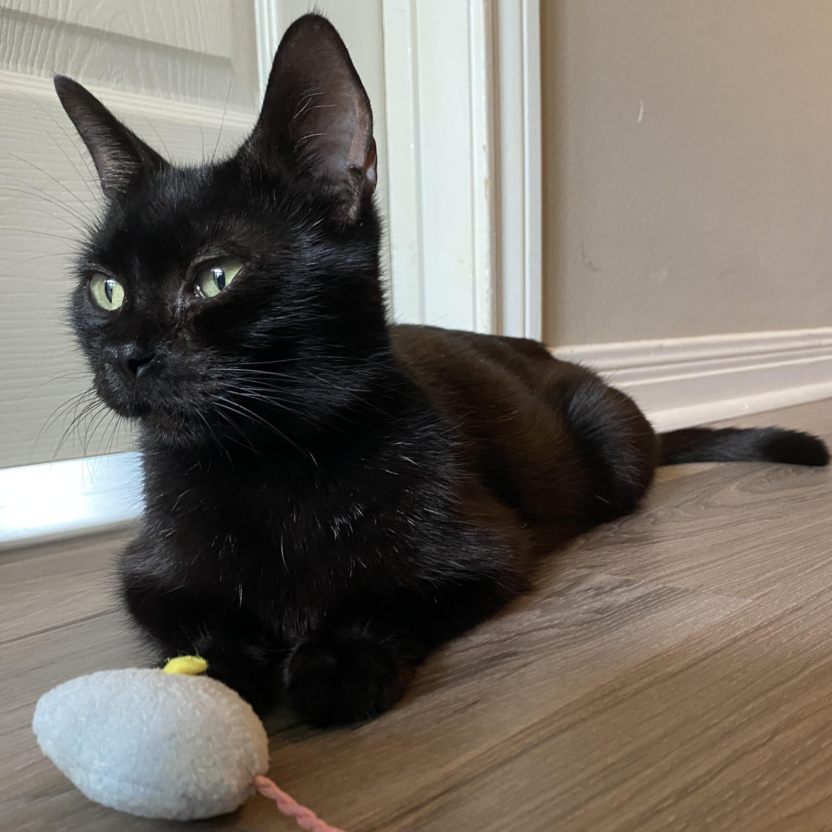 Mama Haggis, ADOPTABLE, Kitten Female Domestic Short Hair.