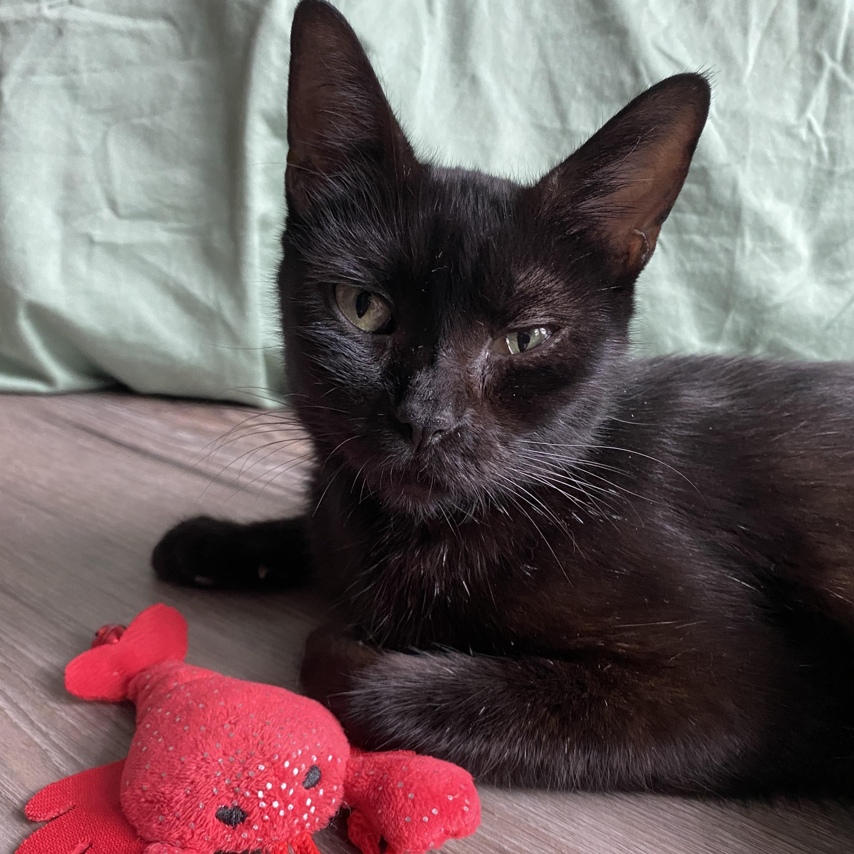 Enlarge Mama Haggis, a ADOPTABLE Domestic Short Hair in Bryan, TX image 3/6