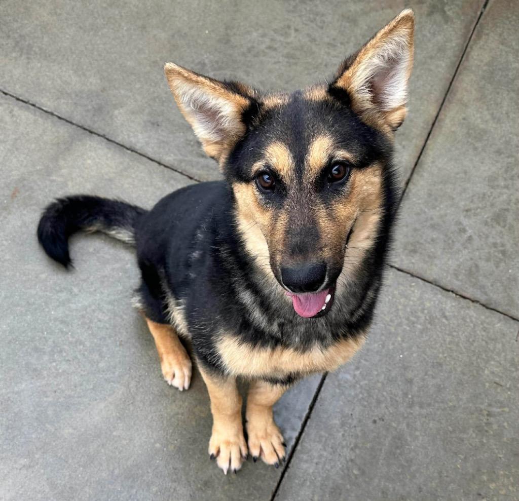 Enlarge 26Sierra, a ADOPTABLE mixed breed in Shingle Springs, CA image 1/1