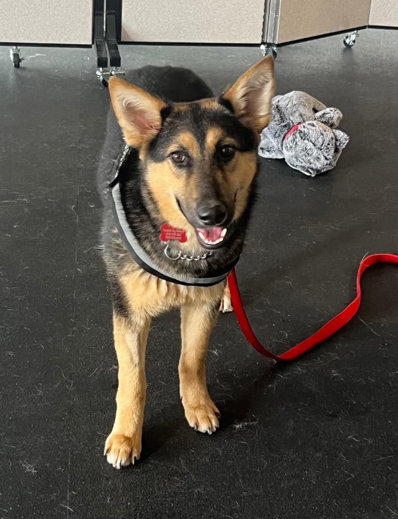 Enlarge 26Sierra, an adopted mixed breed in Shingle Springs, CA image 3/4