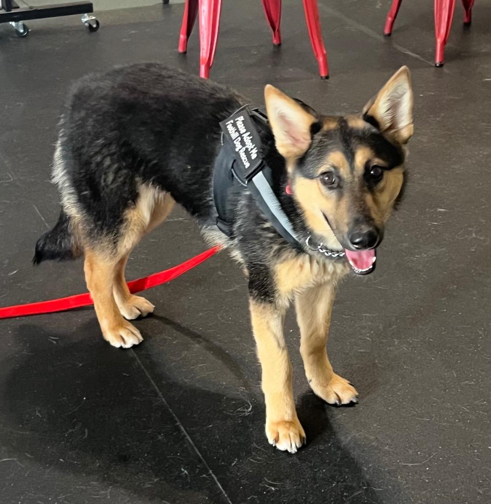 26Sierra, ADOPTABLE, Young Female German Shepherd Dog.