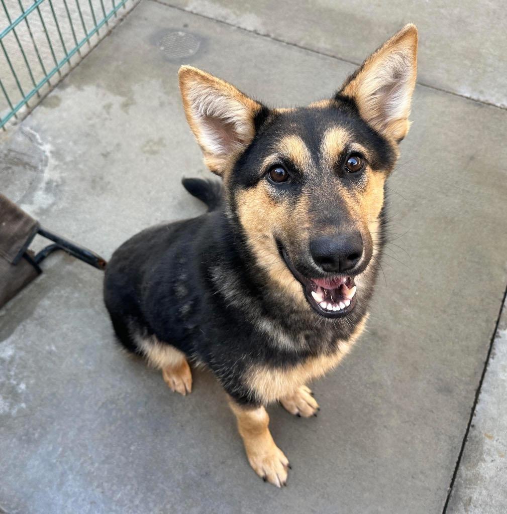 Enlarge 26Sierra, an adopted mixed breed in Shingle Springs, CA image 4/4