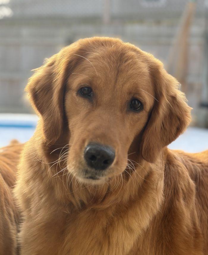 Betsy, Adoptable, Adult Female Golden Retriever.
