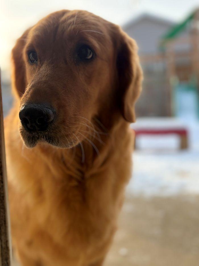 Enlarge Betsy, an adopted Golden Retriever in Bath, OH image 4/4