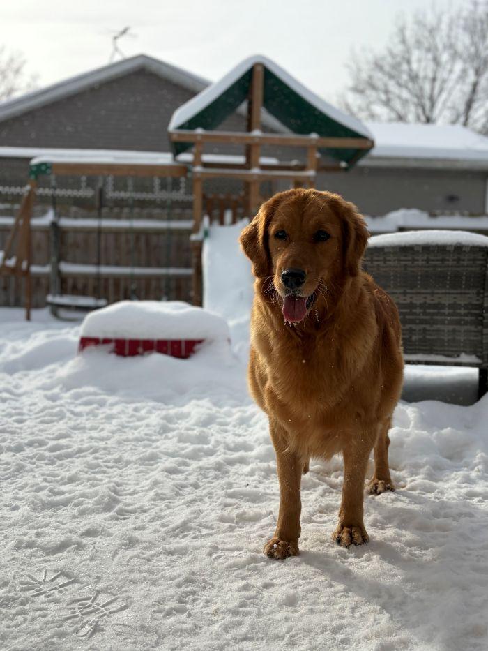 Enlarge Betsy, an adopted Golden Retriever in Bath, OH image 3/4