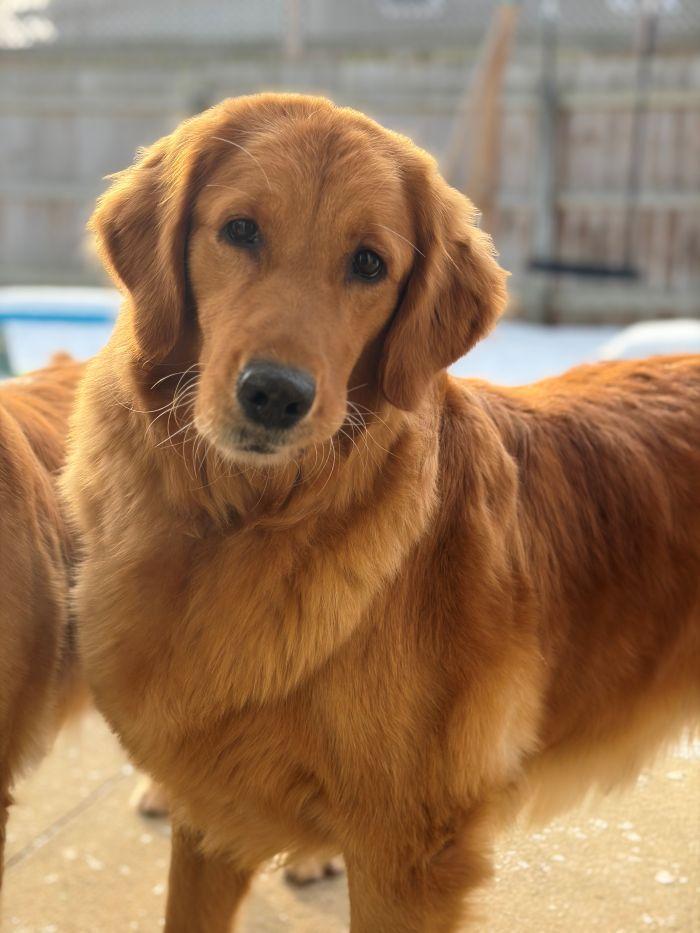 Enlarge Betsy, an adopted Golden Retriever in Bath, OH image 2/4
