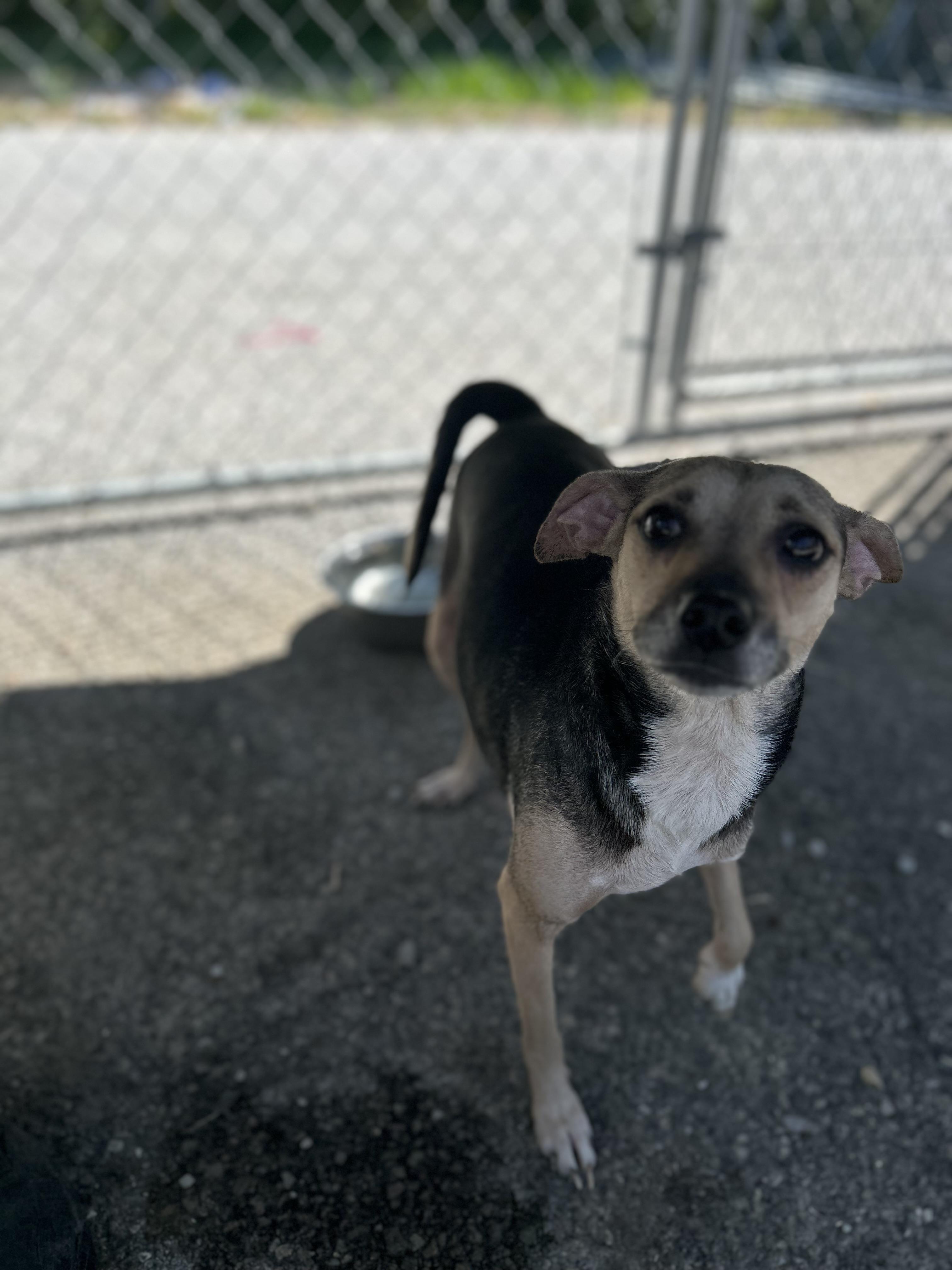 Enlarge Filly, a ADOPTABLE mixed breed in Manchester, TN image 5/6