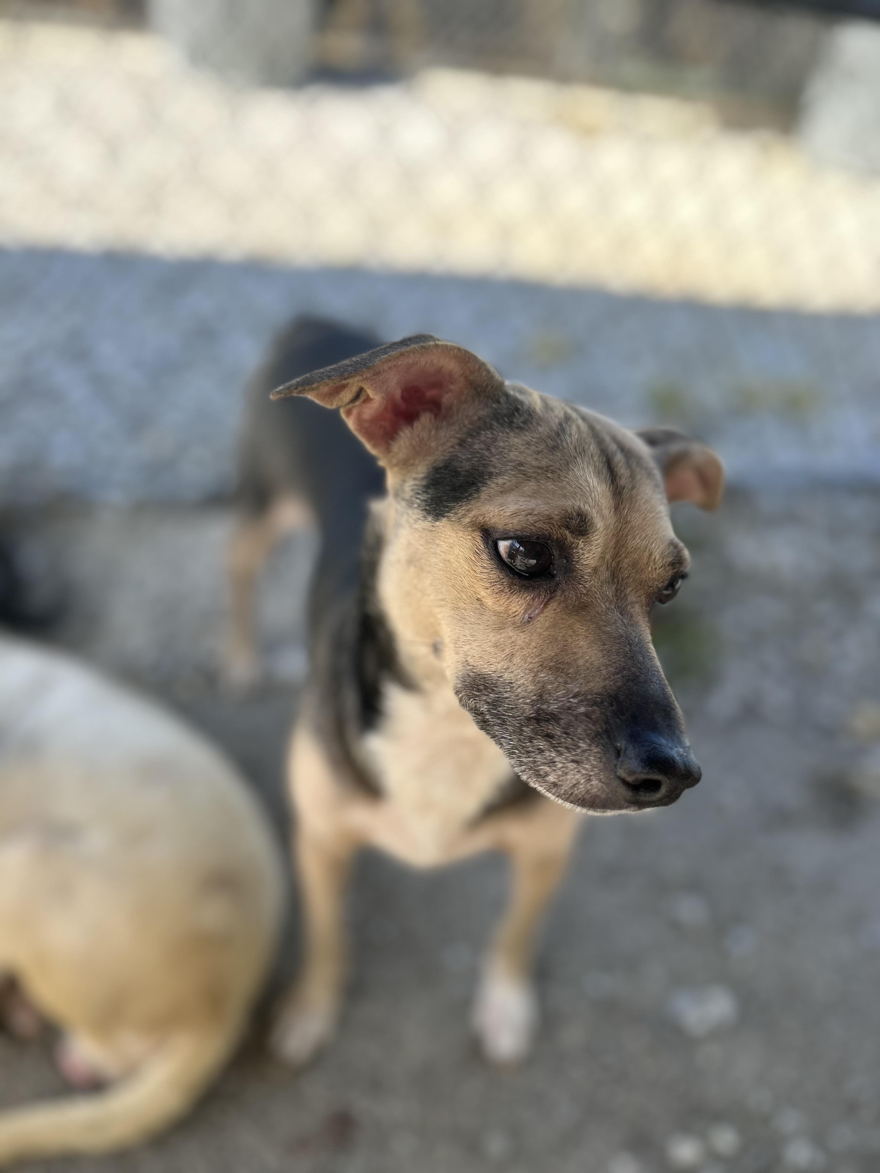 Enlarge Filly, a ADOPTABLE mixed breed in Manchester, TN image 4/6