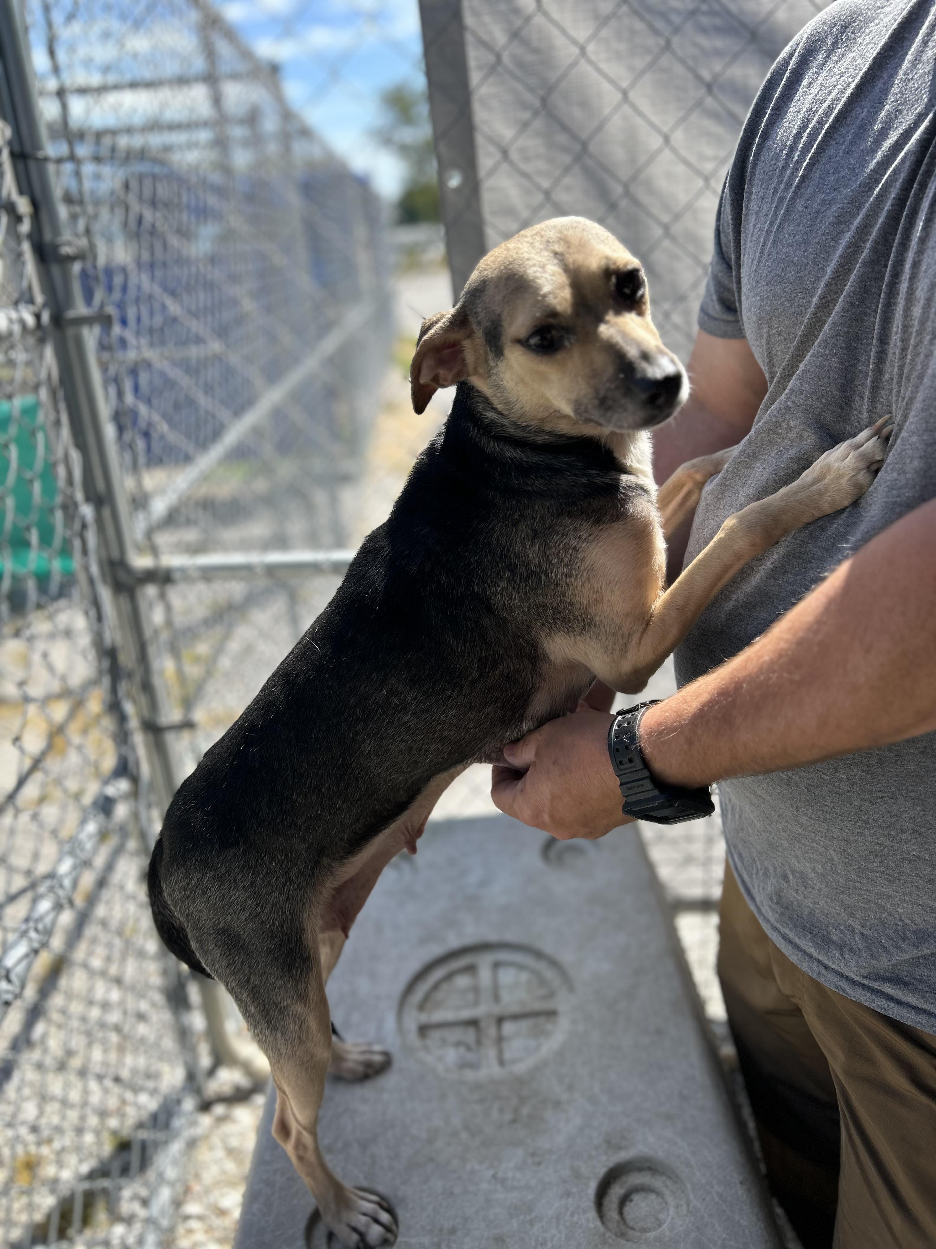 Enlarge Filly, a ADOPTABLE mixed breed in Manchester, TN image 3/6