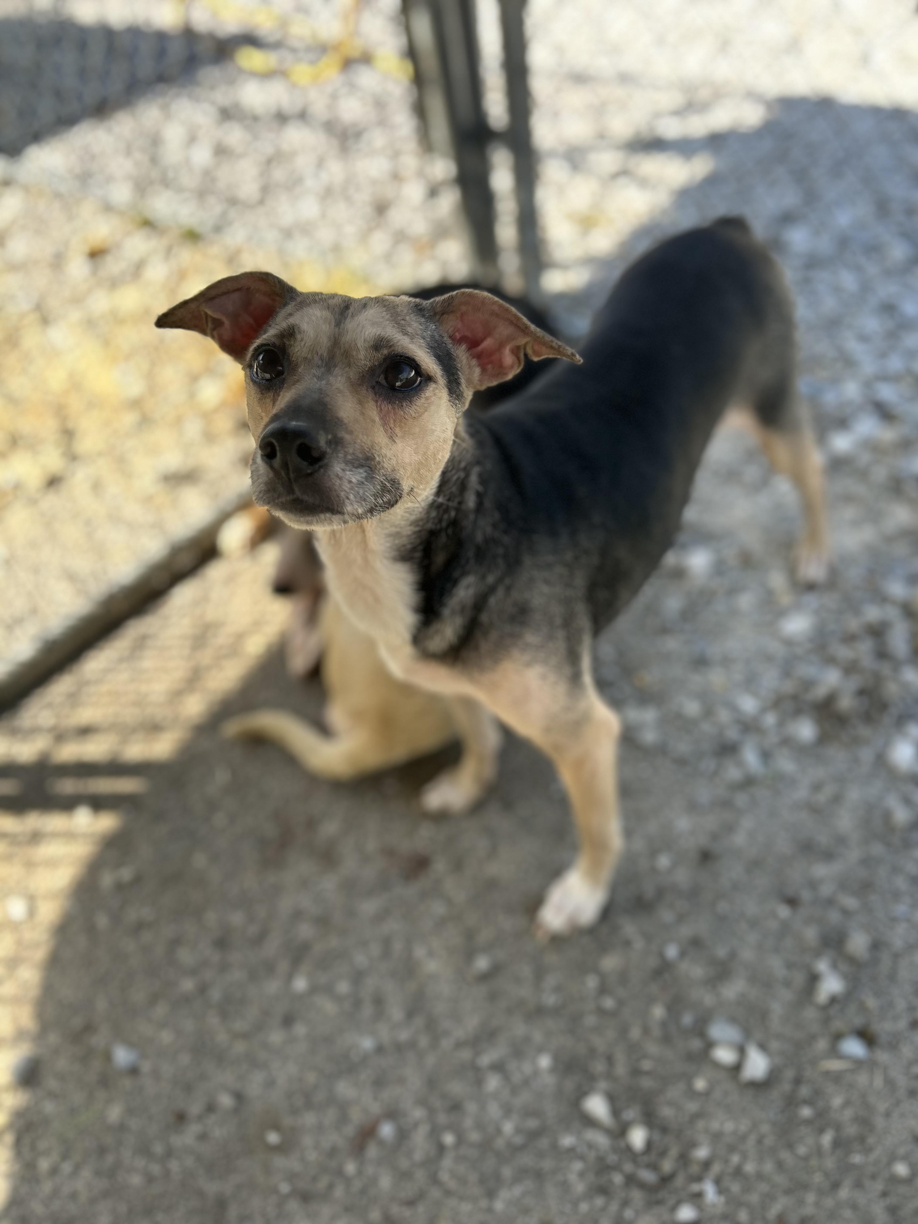 Enlarge Filly, a ADOPTABLE mixed breed in Manchester, TN image 6/6