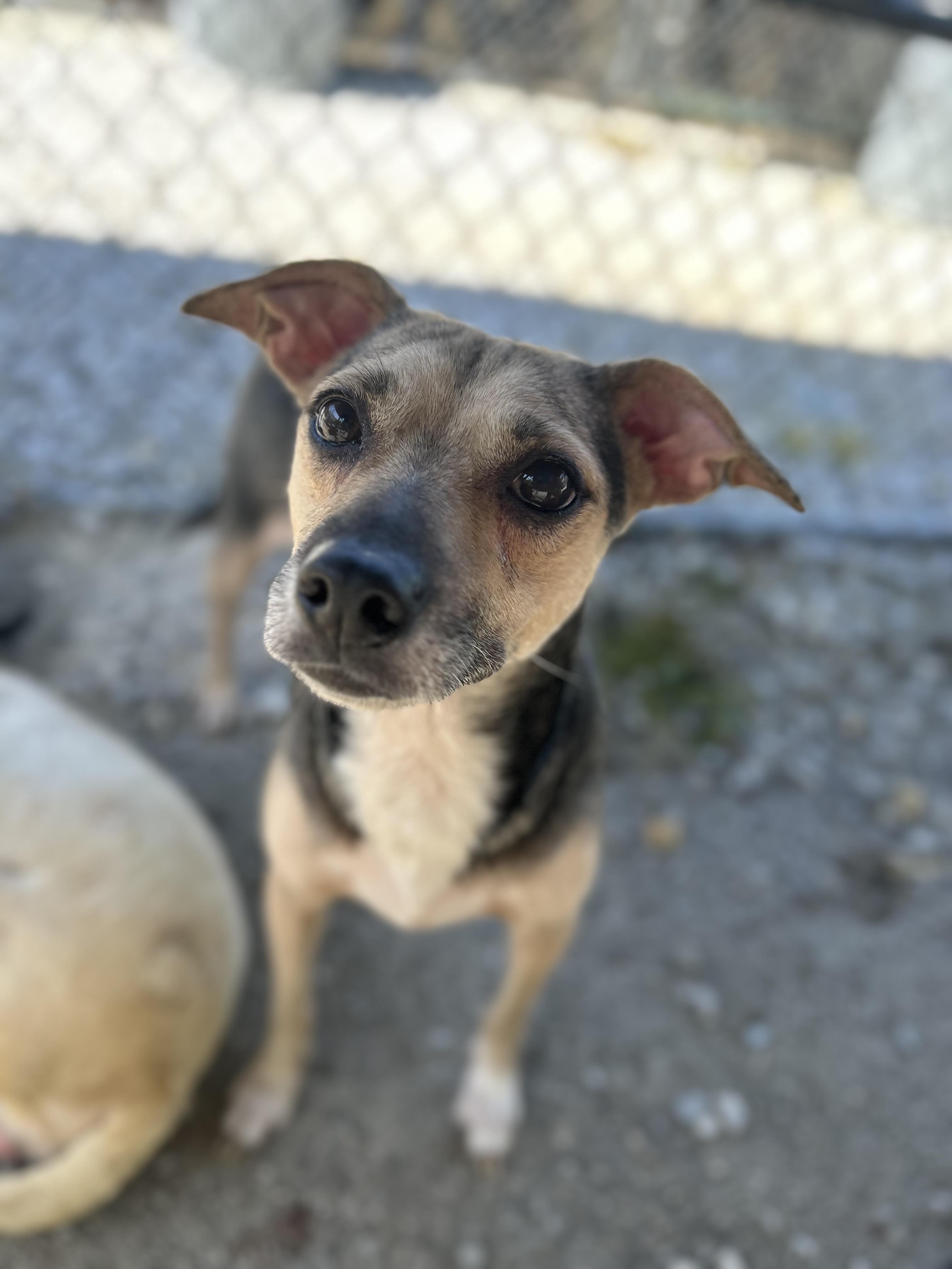 Enlarge Filly, a ADOPTABLE mixed breed in Manchester, TN image 2/6
