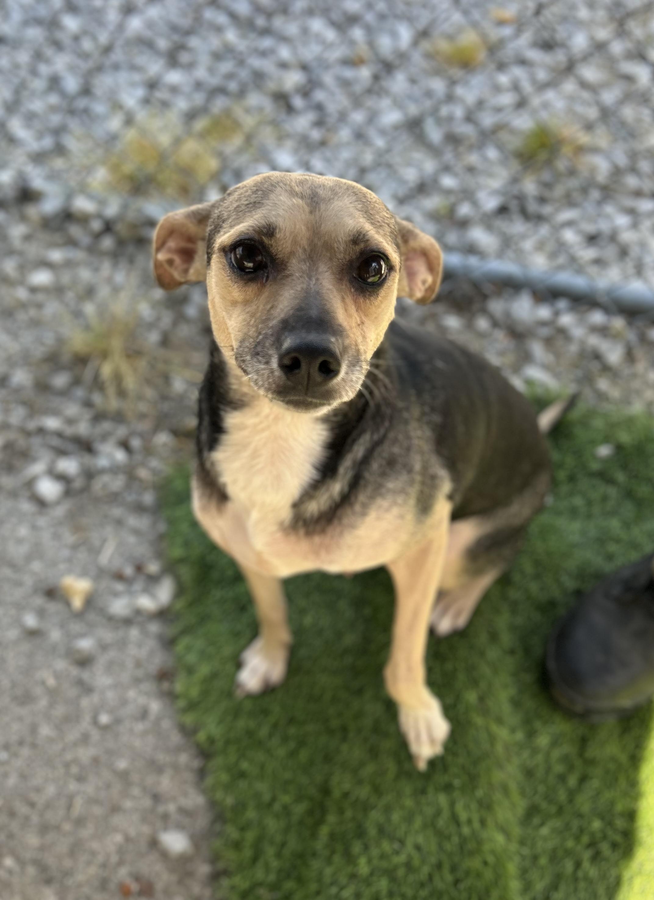 Filly, ADOPTABLE, Adult Female Chihuahua.