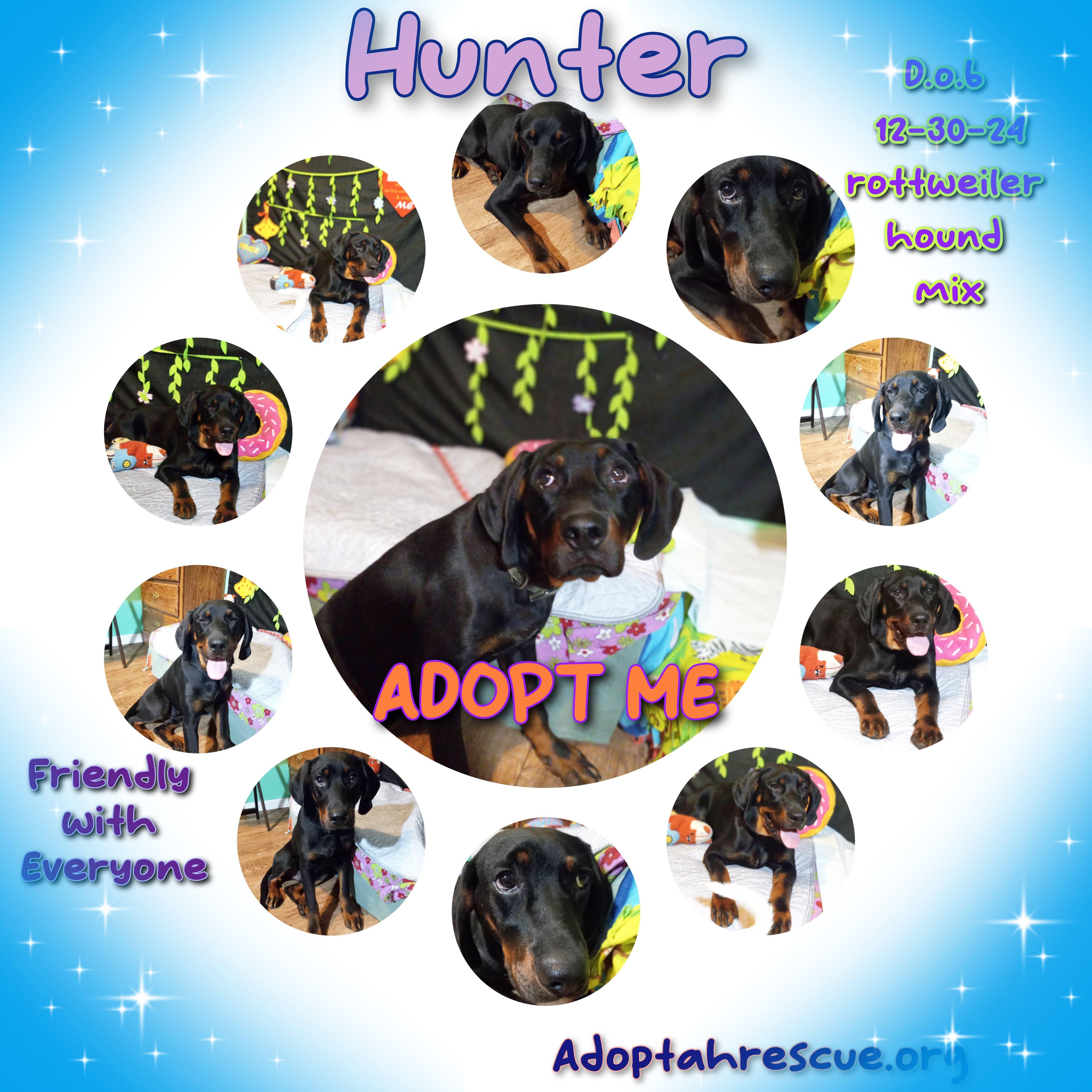 Hunter photo 4