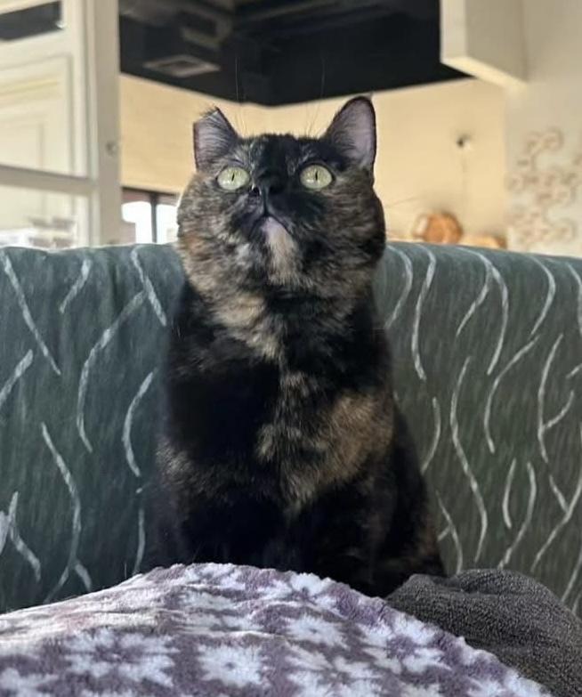 Coco 3, Adoptable, Adult Female Domestic Short Hair.
