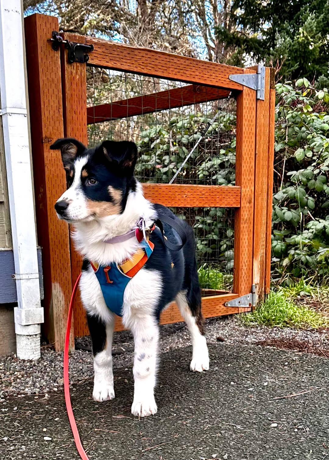 Ivy, Adoptable, Puppy Female Australian Shepherd & German Shepherd Dog.