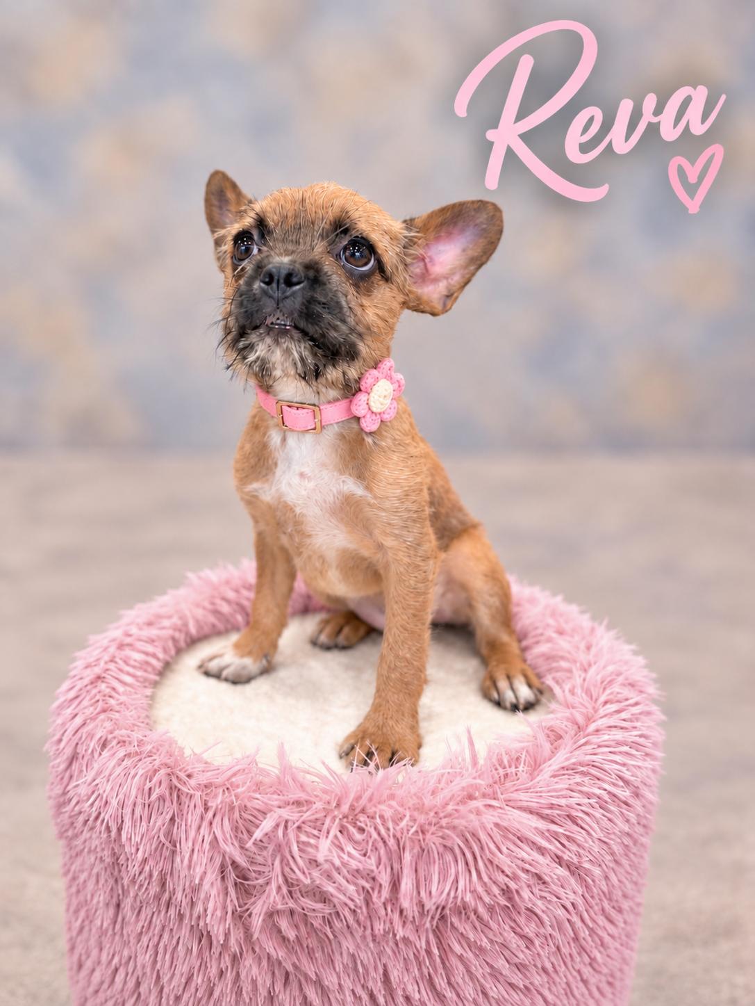 Reva, Adopted, Young Female French Bulldog & Chihuahua.