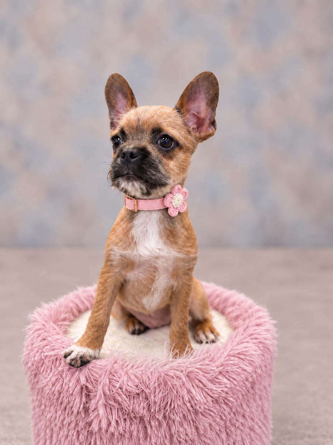 Enlarge Reva, a Adopted mixed breed in Helotes, TX image 2/3