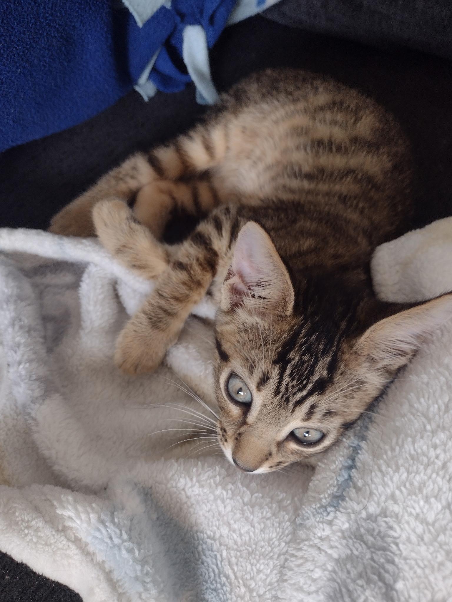 Enlarge Luke, a Adoptable Domestic Short Hair in Statesboro, GA image 2/4