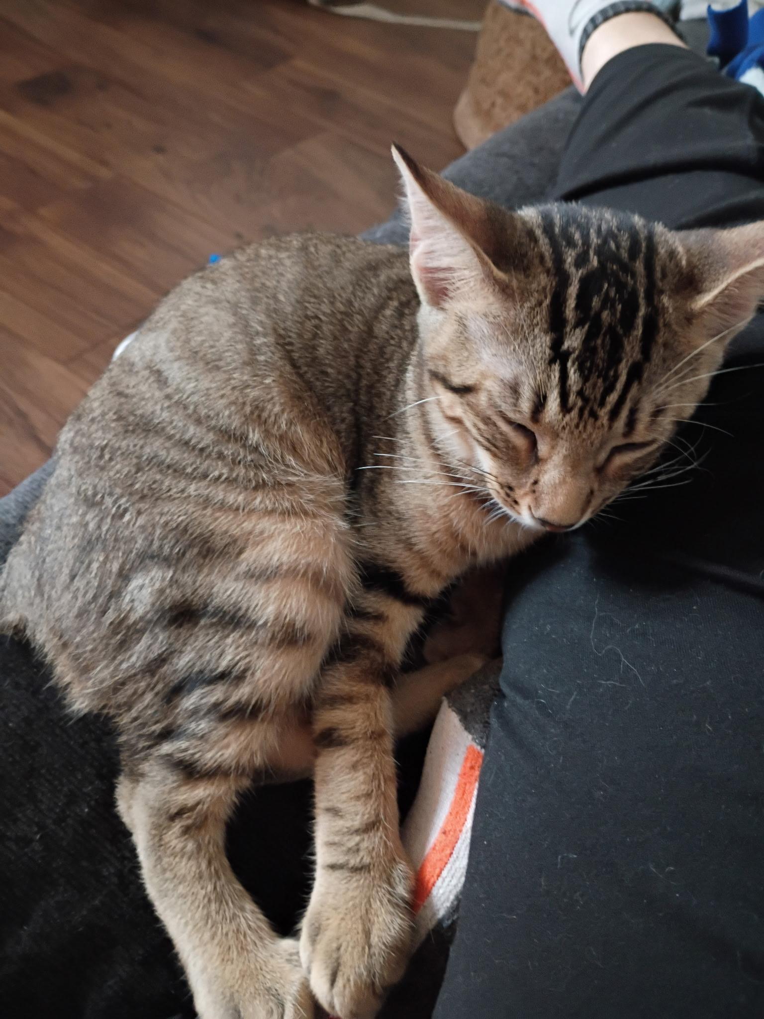 Enlarge Luke, a Adoptable Domestic Short Hair in Statesboro, GA image 3/4