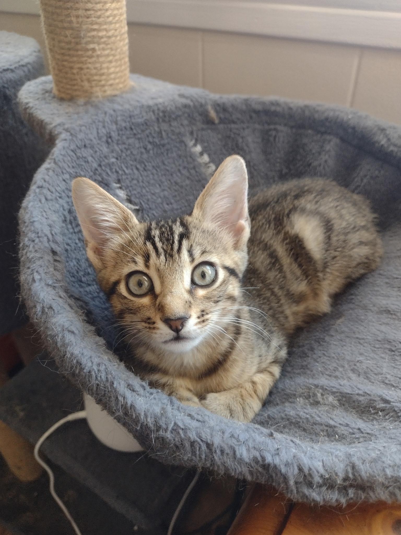 Enlarge Luke, a Adoptable Domestic Short Hair in Statesboro, GA image 1/4