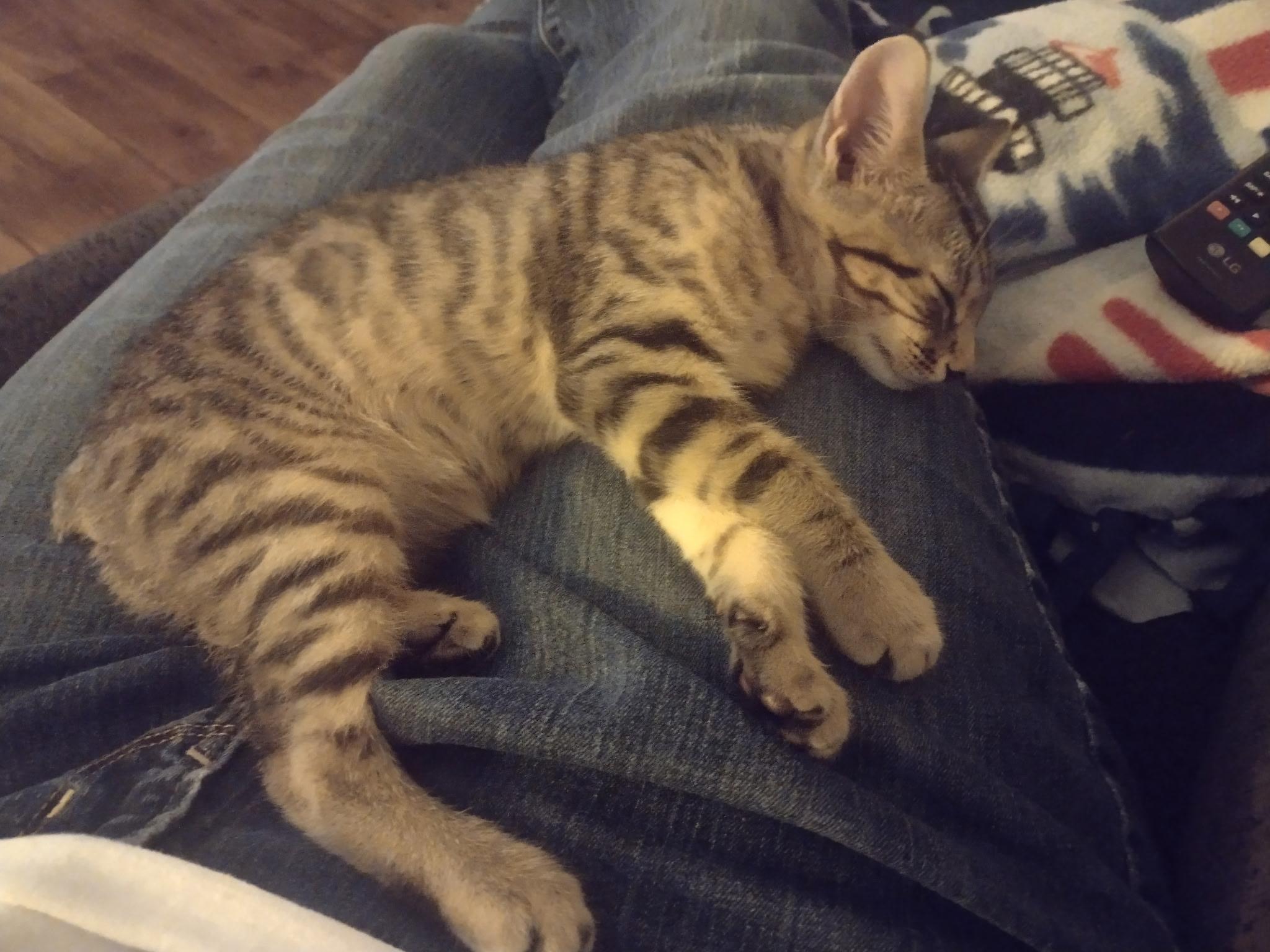 Enlarge Luke, a Adoptable Domestic Short Hair in Statesboro, GA image 4/4