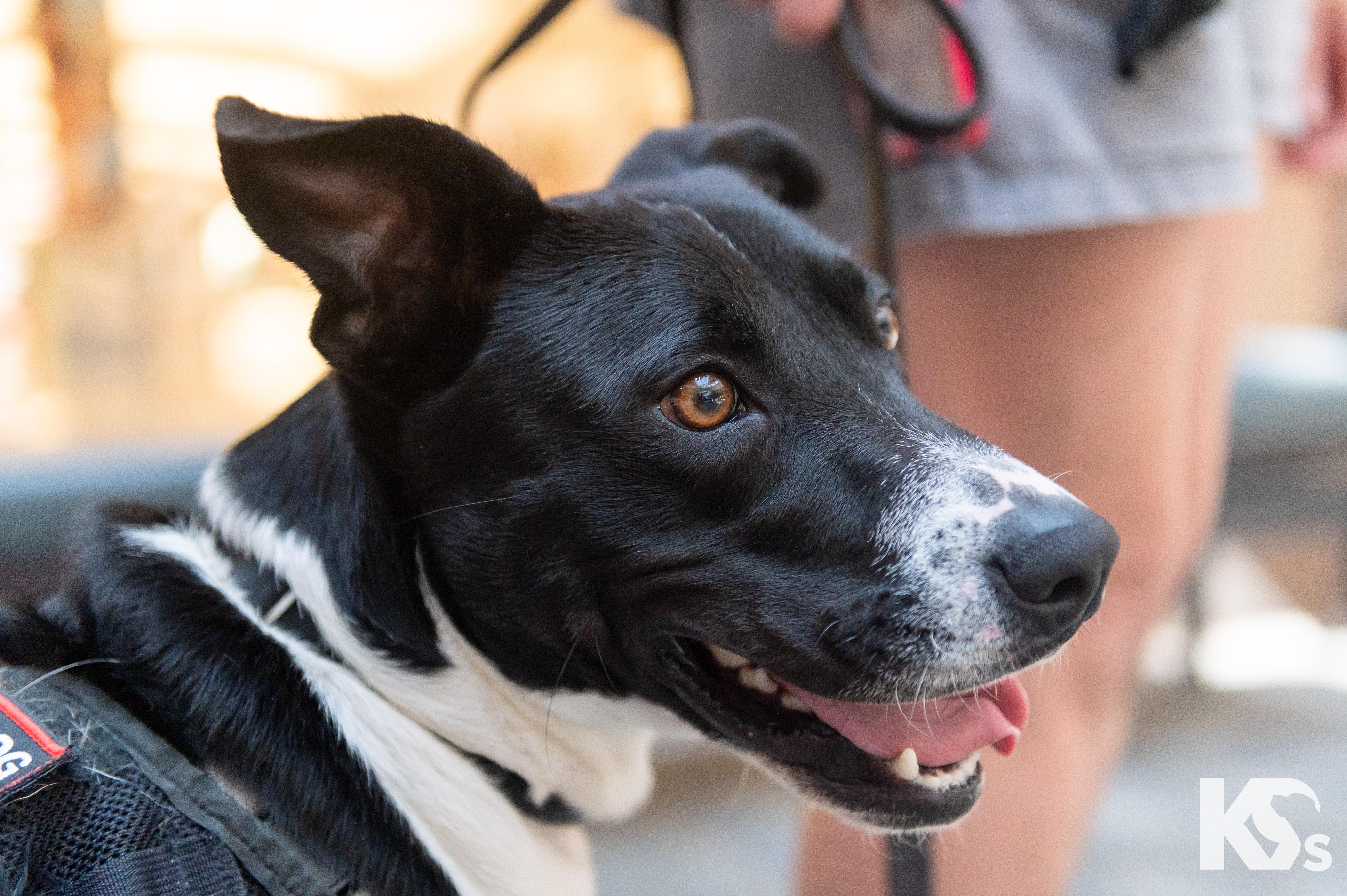 Webber, a ADOPTABLE mixed breed in Ponte Vedra, FL image 3/4