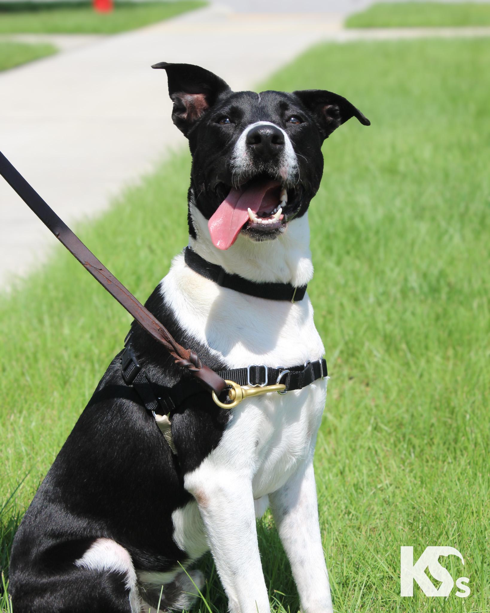 Webber, ADOPTABLE, Young Male Border Collie & Jack Russell Terrier.