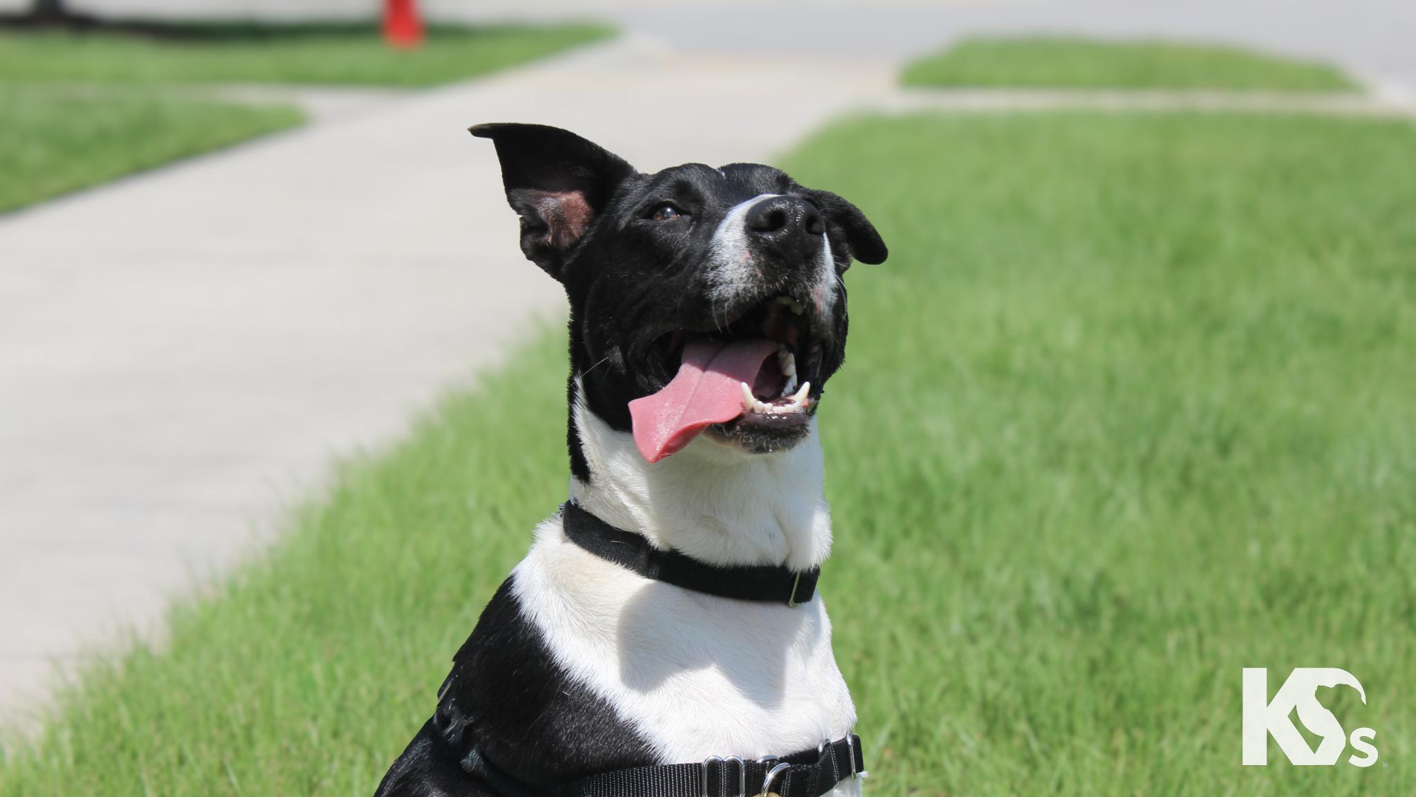 Webber, a ADOPTABLE mixed breed in Ponte Vedra, FL image 2/4
