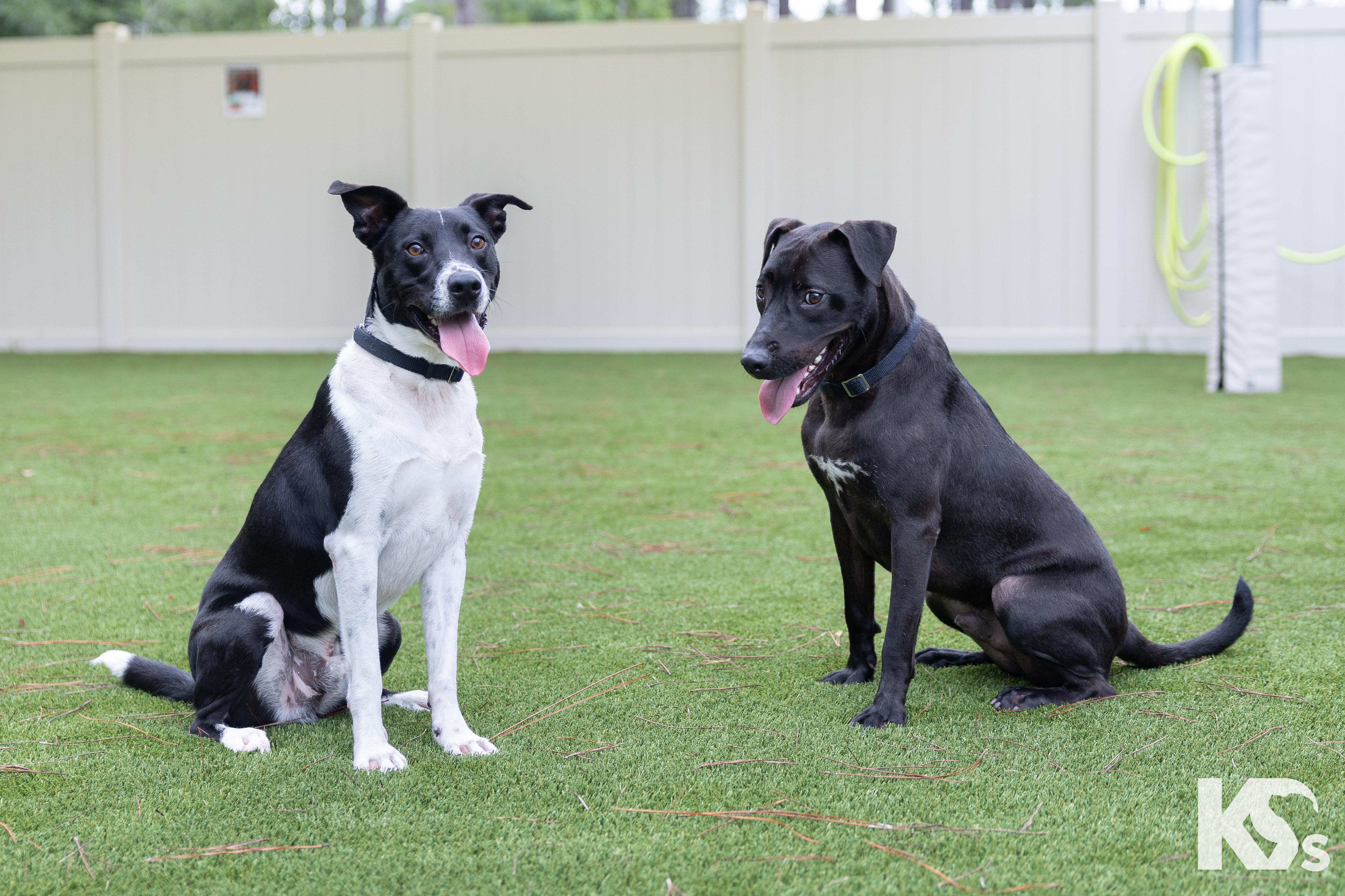 Webber, a ADOPTABLE mixed breed in Ponte Vedra, FL image 4/4