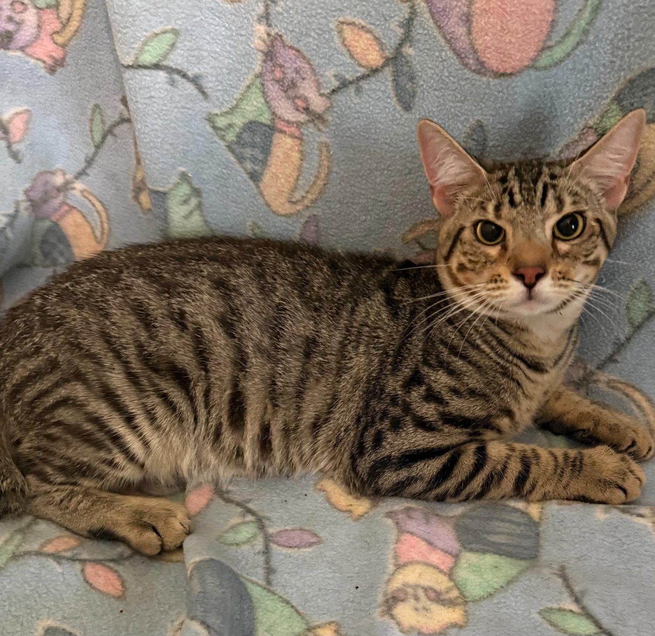 Bolly, Adoptable, Kitten Male Domestic Short Hair.