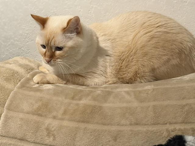 Enlarge Rockie, a ADOPTABLE Siamese in Kempner, TX image 2/3