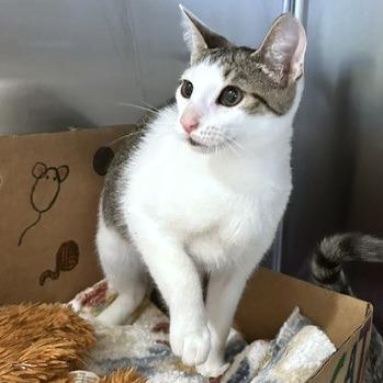Troy, Adoptable, Kitten Male Domestic Short Hair.
