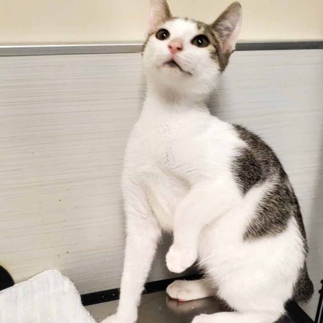 Enlarge Troy, a Adoptable Domestic Short Hair in Novelty, OH image 2/2