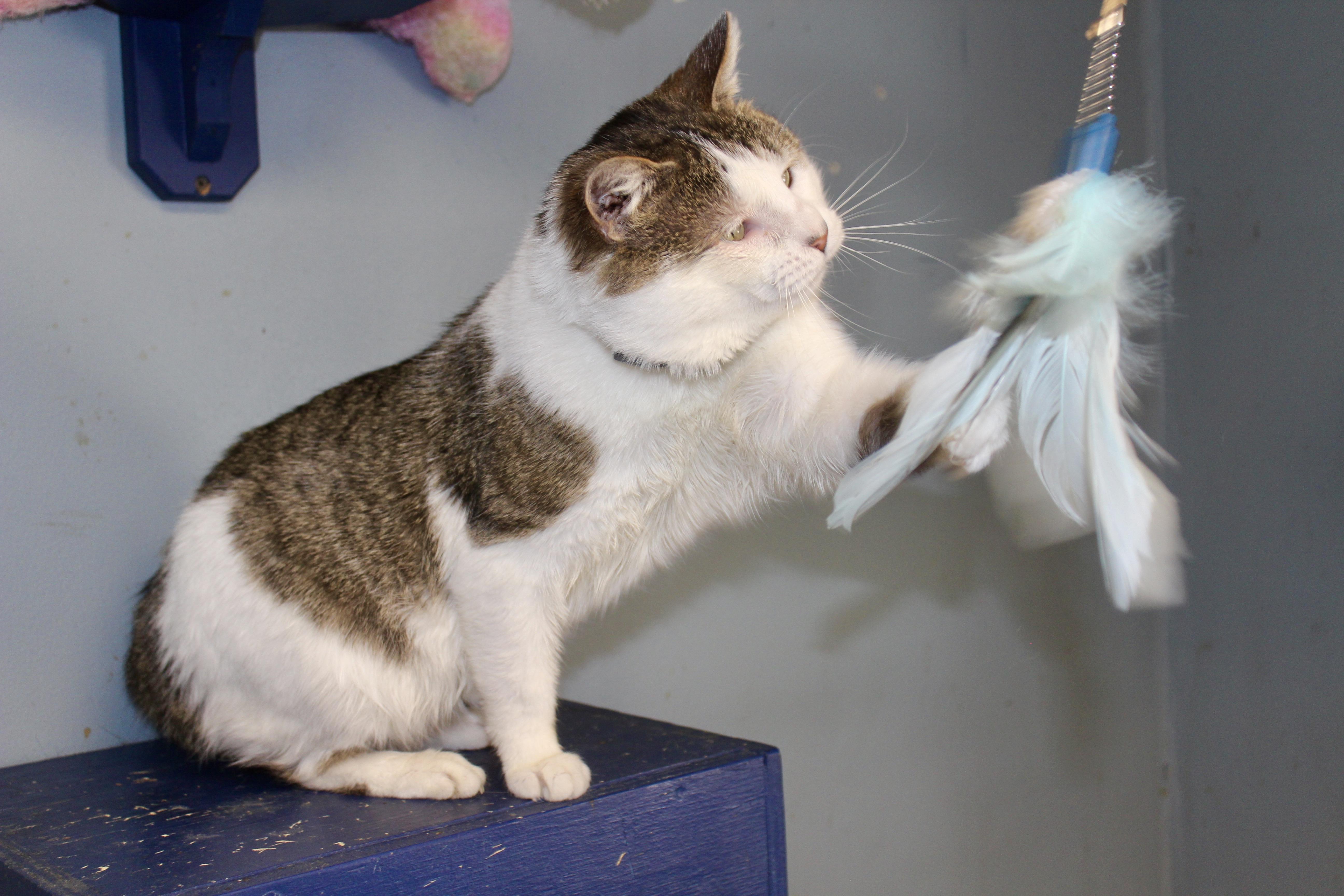 NOON — thumbnail 3